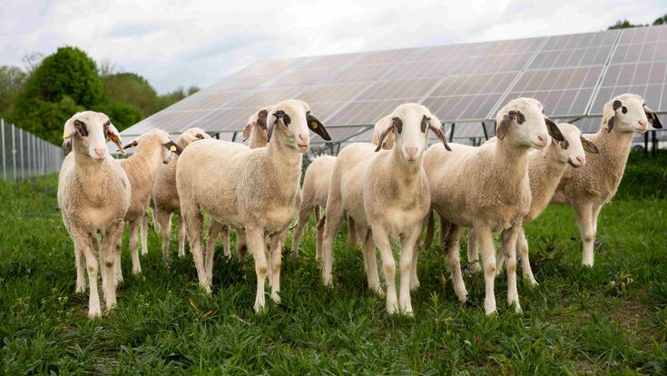 Amstetten macht die Energiewende sichtbar: Schafe weiden rund um die regionalen PV-Anlagen.