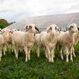 Amstetten macht die Energiewende sichtbar: Schafe weiden rund um die regionalen PV-Anlagen.