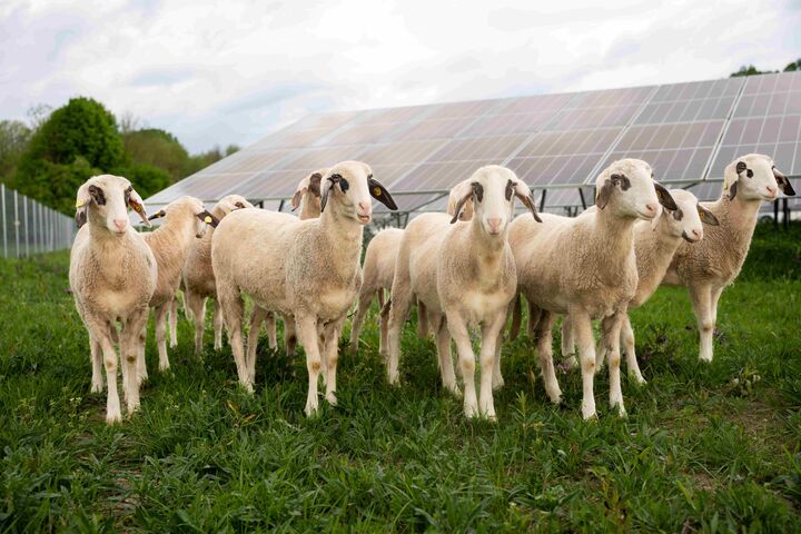 Amstetten macht die Energiewende sichtbar: Schafe weiden rund um die regionalen PV-Anlagen.